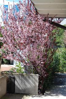 Ferienwohnung Für 4 Personen Ca, 45 M Sup2 In Desenzano Del Garda, Lombardei Gardasee - Desenzano del Garda - 9