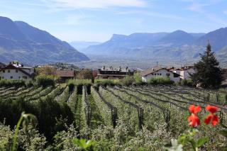 Oberortsgut - Tirol - 6