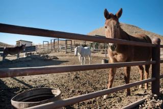 Nine Mile Ranch 4br, Views, Office, Fireplace - Wellington - 2