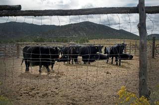 Blue Mountain Ranch 7 Bedrooms, Sleeps 20 - 3