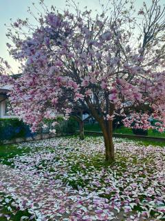 Serenity Garden - Stupinigi - 1