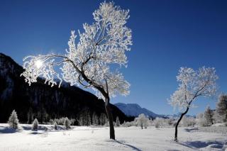 Arnica 2 - La Punt-Chamues-ch - 7