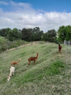 Muswellbrook Northside Bed & Breakfast - Muswellbrook - 9