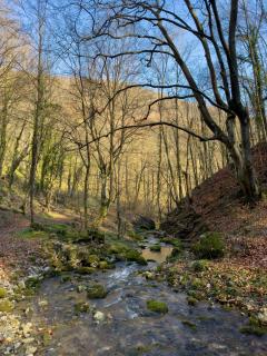 Trest Forest - Petrovac na Mlavi - 9