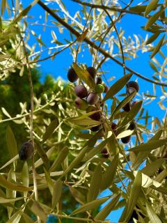 Your secret garden at Pont du Gard! - 5