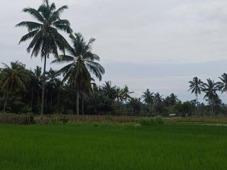 Villa Ilham Ketembong - Tetebatu - 7