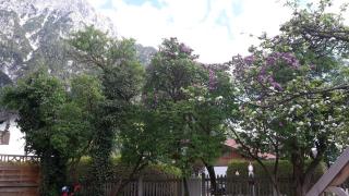 Ferienwohnung Haus Bergesruh - Mittenwald - 9