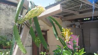 Suíte Cop 30 Amazônia - 4