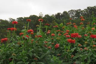 The Cellar Door - Vacy - 1