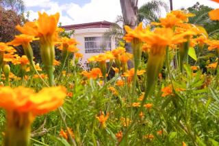 Horizon Heritage Lodge - 9