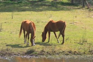 Winganna Farm - Peel - 2