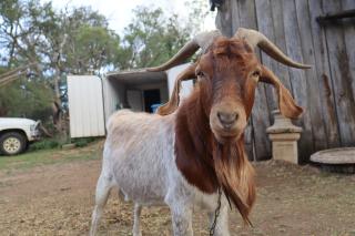 Winganna Farm - 1