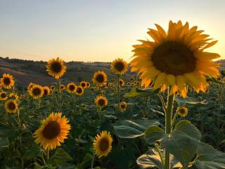 Room in Holiday house - Historic house with swimming pool, barbecue, gym in Senigallia - The Girasole - Ponticelli - 4