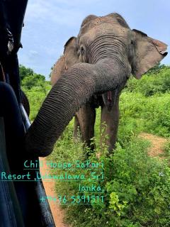 Chill House safari resort - 4