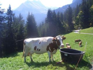 A Charming Swiss Family Chalet Daheim - - 1