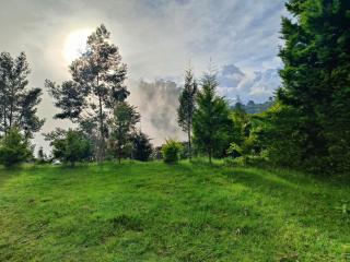 Jungle view - Coonoor - 4