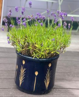 Little Pink Cabin - 9