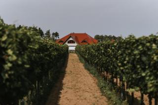 Apartamenty Winnica Milsko - 1