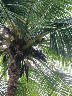 Casa Sitio da Felicidade - 3