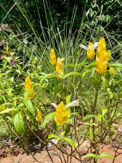 Sinfonía Tropical, ocean view, 5 minutes driving to Playa Linda, 15 to Dominical, wifi Starlink - 7