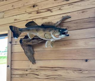 Walleye Inn - Baudette - 1