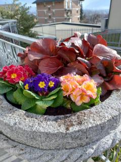 La Primula - Aosta - 9