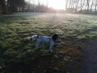 Globe Apartments - 1