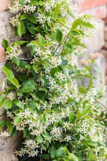 Sous le jasmin étoilé - Cavaillon - 0
