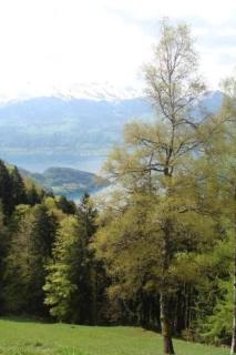 Rigi-Naturferien auf dem Bio-Bauernhof Oberebnet - Vitznau - 2