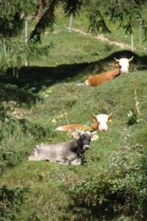 Rigi-Naturferien auf dem Bio-Bauernhof Oberebnet - Vitznau - 1