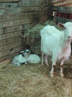 La casa di baggioro - 2