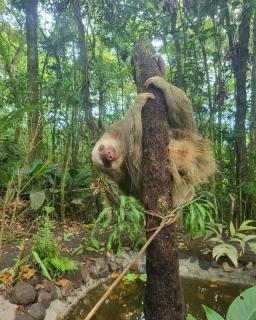 Chato Arenal Lodge - Fortuna - 0