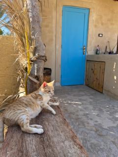 Eeri Siwa Oasis - - 8