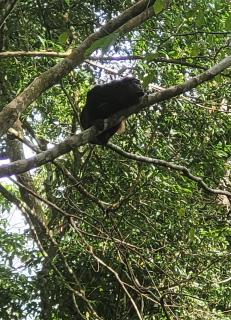 Nature Lovers Quepos - Quepos - 1