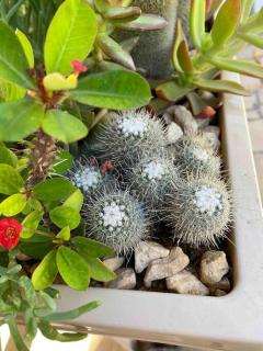 Madinaty Gardens - Madinaty - 2