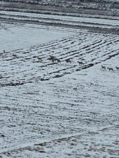 Kavalliera Pensiune - 4