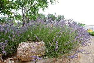 Apartments with parking space Bozava, Dugi otok - 23903 - 3