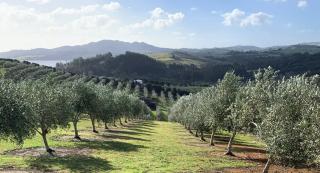 Private Olive Grove Studio - Mangonui - 6