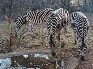Nalas Rest at Kruger - Marloth Park - 3