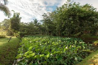 Villa Acres Green - Hikkaduwa - 1