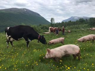 Mountain cabin Skoldungbu - 9