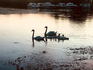 Patouillet bateau naviguant - Saint-Vincent-sur-Oust - 2