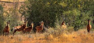 Kwaggaskop Game Farm - near Dullstroom - Belfast - 8