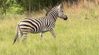 Kwaggaskop Game Farm - near Dullstroom - Belfast - 7