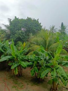 Palm Grove lodge - Busua - 9