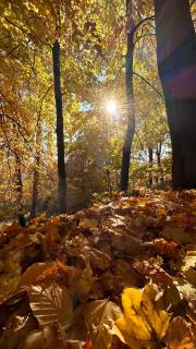 Sowie Chatki - domki z widokiem na Góry Sowie - 1