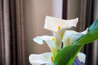 Woodall Country House and Spa - Addo - 4