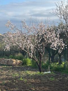 Il Gelso Bianco - 5