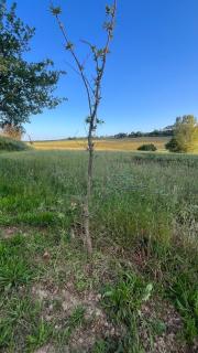 Le Bedat 2 - Puycasquier - 2