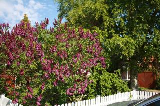 Ferienhaus Austernfischer - 7